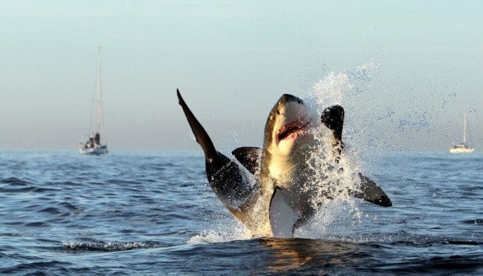 Great white shark
